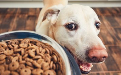 Case study: High-fiber Diet for Treating Chronic Diarrhea in Dogs