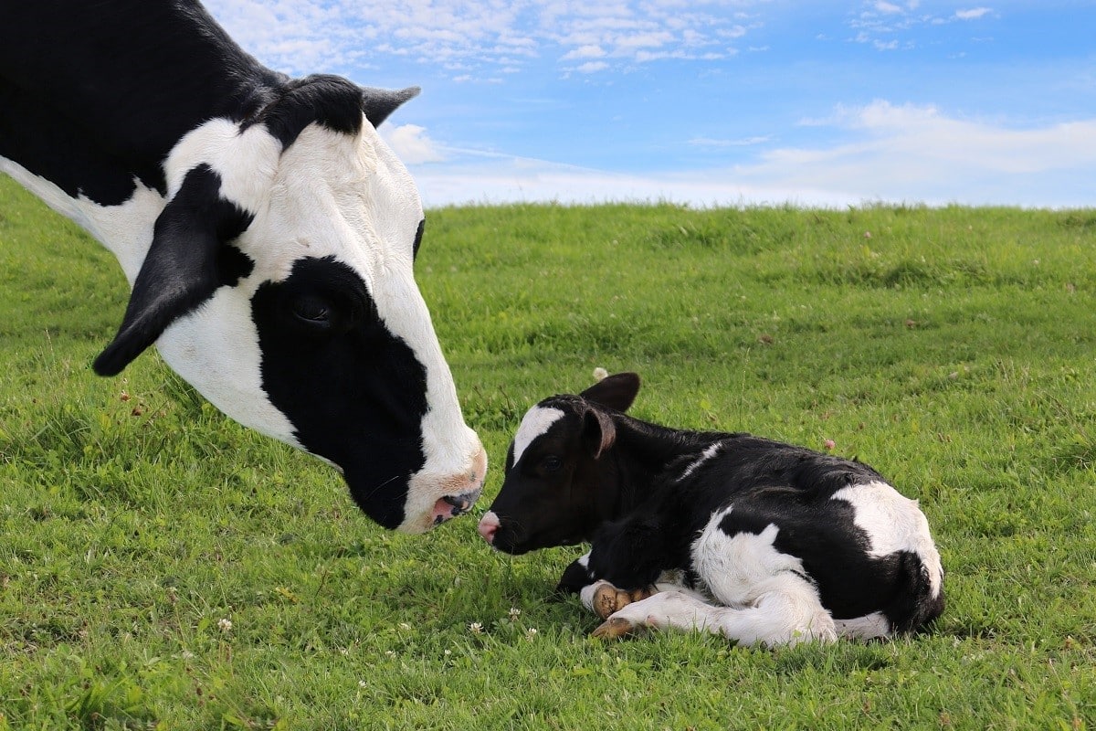 Case study: Metabolomics Profiling Impact of Preweaning Nutrition on Growth of Dairy Calves
