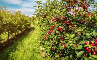 Case study: Adapting Fruit Production to Climate Change