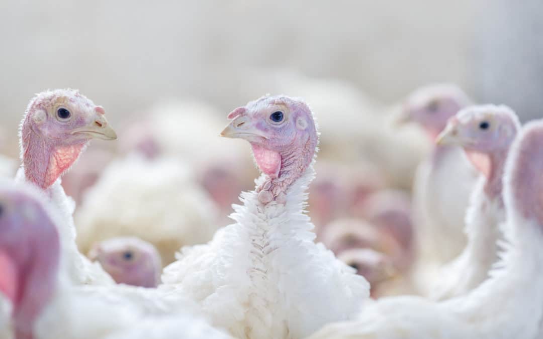 In-feed antibiotics alter turkey intestinal microbiota and metabolome compositions