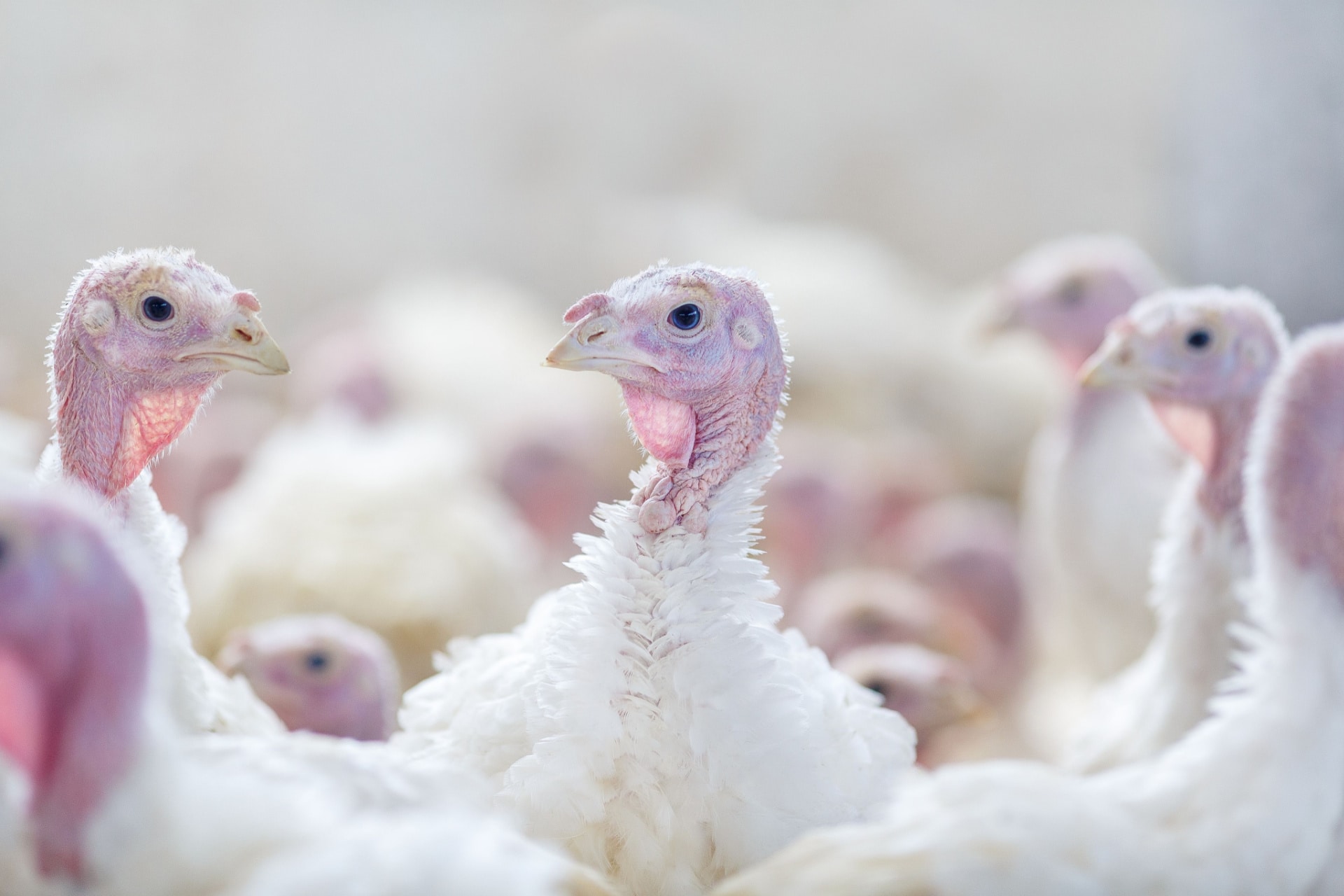 turkey-farm-birds