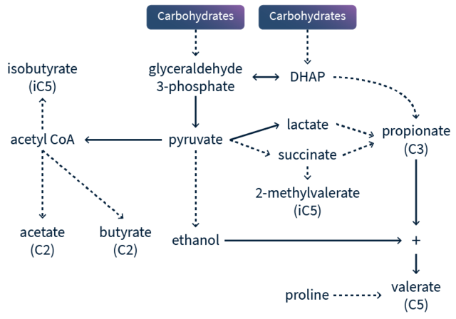 Valeric acid pathway