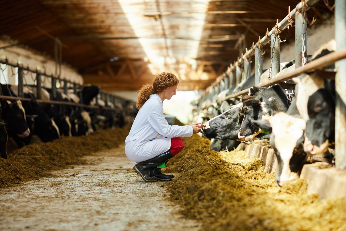 Nutrient partitioning metabolomics cattle bovine cow