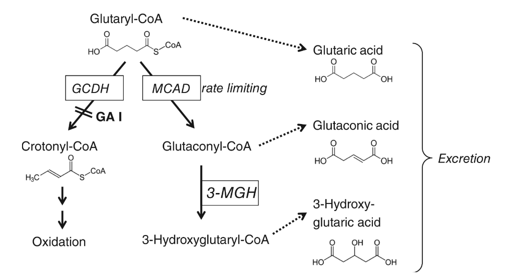 3-Hydroxy Glutaric Acid 