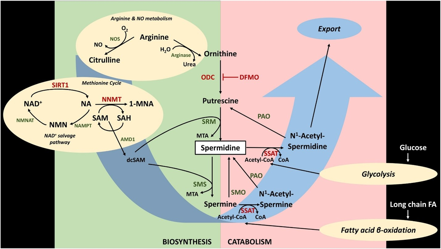 spermidine