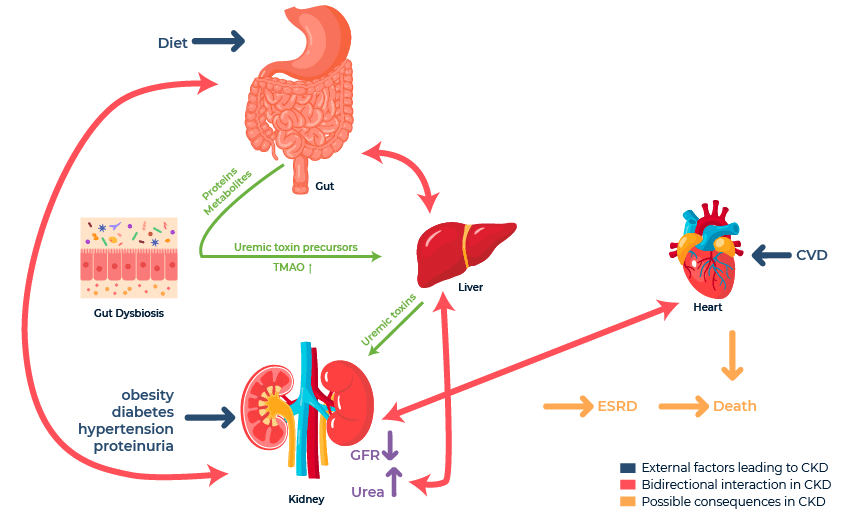 Metabolomics for Kidney Function Figure 1