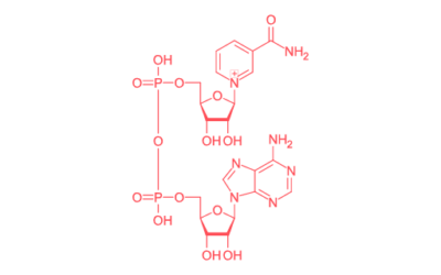 NAD+ (nicotinamide adenine dinucleotide)