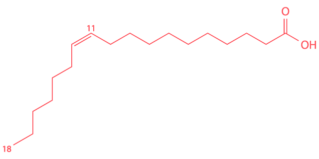 Vaccenic Acid Molecule