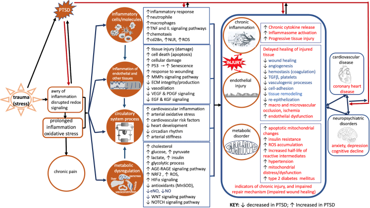 Processus et voies biologiques altérés en corrélation avec le syndrome de stress post-traumatique