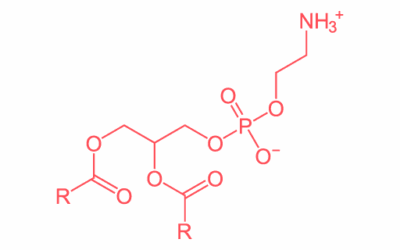 Phosphotidylethanolamines