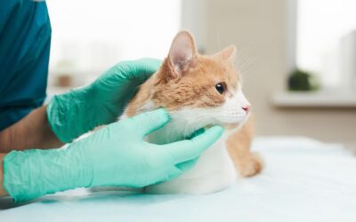 Veterinary and Animal Health