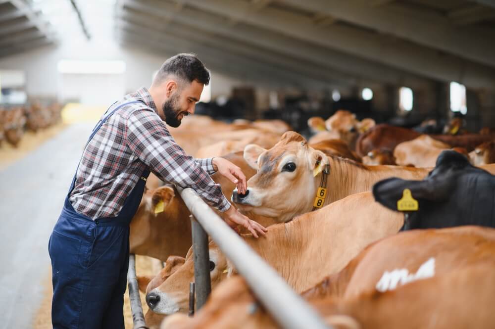 farmer works with cattle at a farm