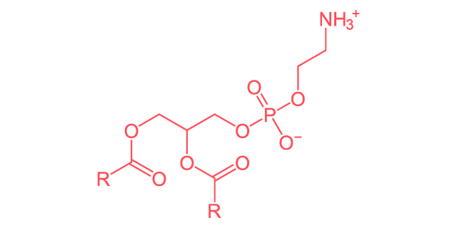 Phosphotidylethanolamines molecular diagram