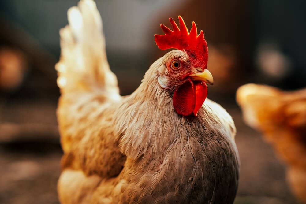 adult rooster