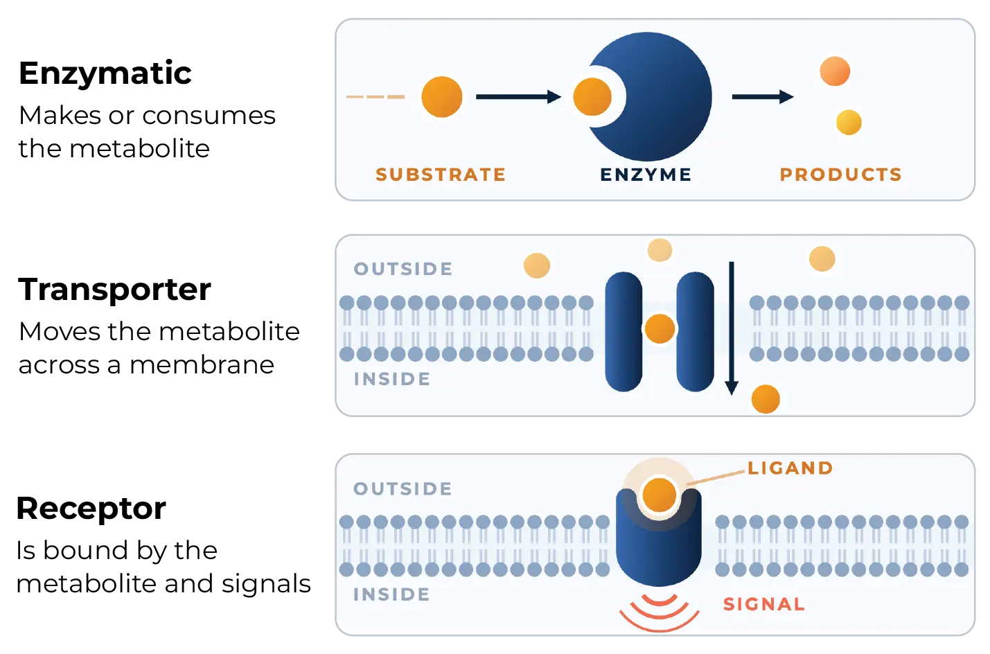 types of metabolomics connections illustrated: enzymes, transporters, receptors